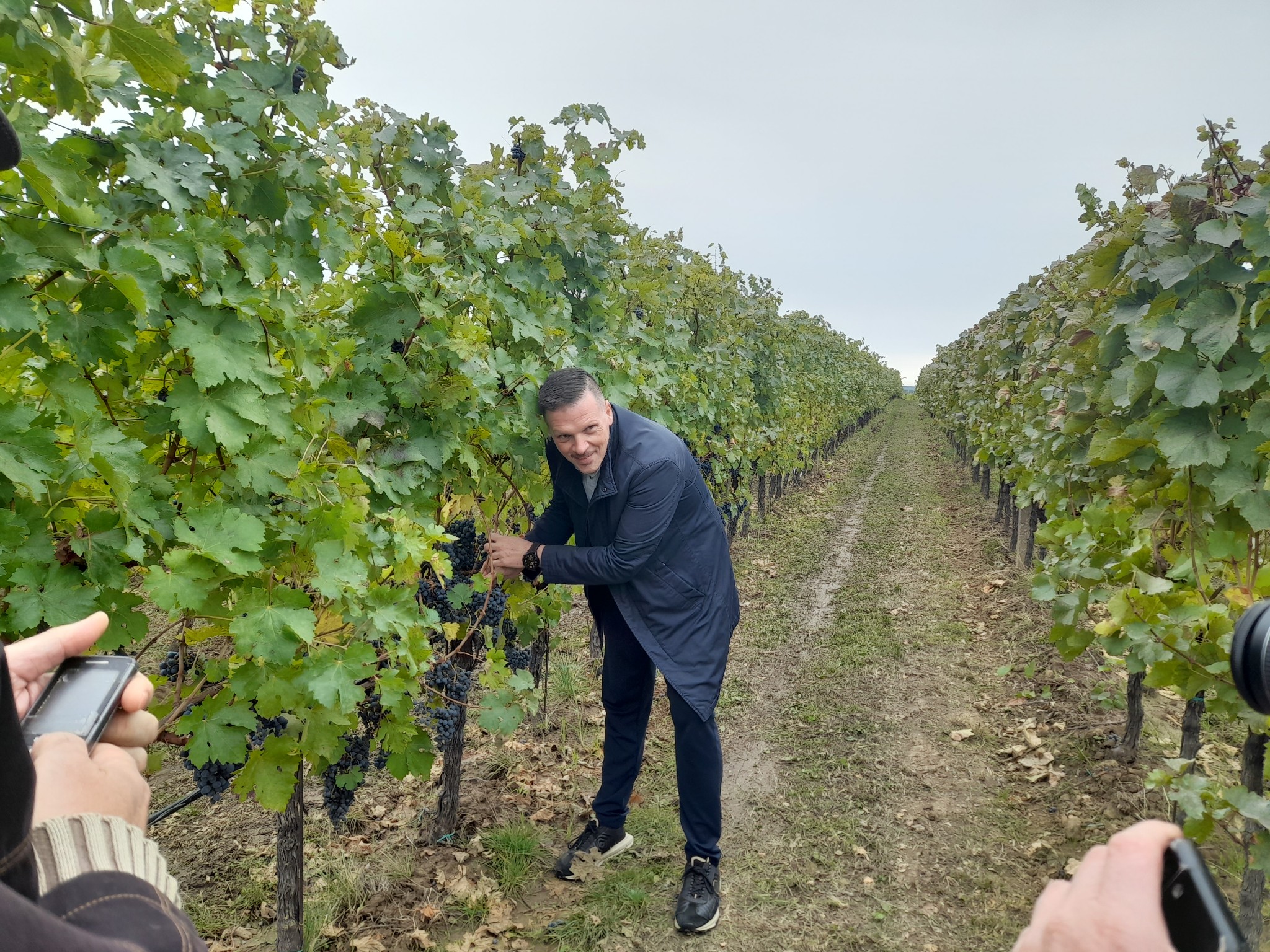 vinkovic berba